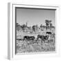 Awesome South Africa Collection Square - Plains Zebras B&W-Philippe Hugonnard-Framed Photographic Print