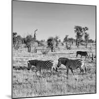 Awesome South Africa Collection Square - Plains Zebras B&W-Philippe Hugonnard-Mounted Photographic Print
