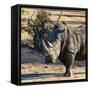 Awesome South Africa Collection Square - Portrait of a Rhinoceros at Sunset-Philippe Hugonnard-Framed Stretched Canvas