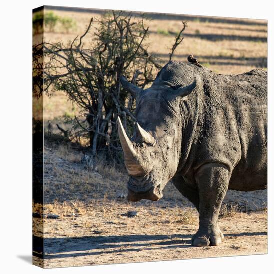 Awesome South Africa Collection Square - Portrait of a Rhinoceros at Sunset-Philippe Hugonnard-Stretched Canvas