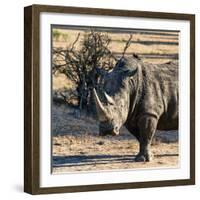 Awesome South Africa Collection Square - Portrait of a Rhinoceros at Sunset-Philippe Hugonnard-Framed Photographic Print