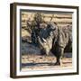 Awesome South Africa Collection Square - Portrait of a Rhinoceros at Sunset-Philippe Hugonnard-Framed Photographic Print