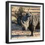 Awesome South Africa Collection Square - Portrait of a Rhinoceros at Sunset-Philippe Hugonnard-Framed Photographic Print