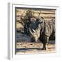 Awesome South Africa Collection Square - Portrait of a Rhinoceros at Sunset-Philippe Hugonnard-Framed Photographic Print