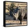 Awesome South Africa Collection Square - Portrait of a Rhinoceros at Sunset-Philippe Hugonnard-Framed Stretched Canvas