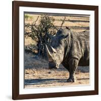 Awesome South Africa Collection Square - Portrait of a Rhinoceros at Sunset-Philippe Hugonnard-Framed Photographic Print