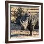 Awesome South Africa Collection Square - Portrait of a Rhinoceros at Sunset-Philippe Hugonnard-Framed Photographic Print