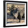 Awesome South Africa Collection Square - Portrait of a Rhinoceros at Sunset-Philippe Hugonnard-Framed Photographic Print