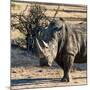 Awesome South Africa Collection Square - Portrait of a Rhinoceros at Sunset-Philippe Hugonnard-Mounted Photographic Print