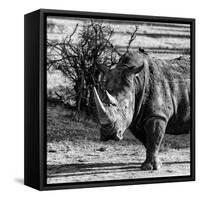 Awesome South Africa Collection Square - Portrait of a Rhinoceros-Philippe Hugonnard-Framed Stretched Canvas