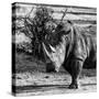 Awesome South Africa Collection Square - Portrait of a Rhinoceros-Philippe Hugonnard-Stretched Canvas