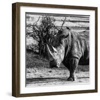 Awesome South Africa Collection Square - Portrait of a Rhinoceros-Philippe Hugonnard-Framed Photographic Print