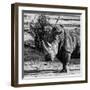 Awesome South Africa Collection Square - Portrait of a Rhinoceros-Philippe Hugonnard-Framed Photographic Print