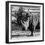 Awesome South Africa Collection Square - Portrait of a Rhinoceros-Philippe Hugonnard-Framed Photographic Print