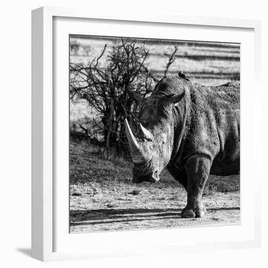 Awesome South Africa Collection Square - Portrait of a Rhinoceros-Philippe Hugonnard-Framed Photographic Print