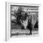 Awesome South Africa Collection Square - Portrait of a Rhinoceros-Philippe Hugonnard-Framed Photographic Print