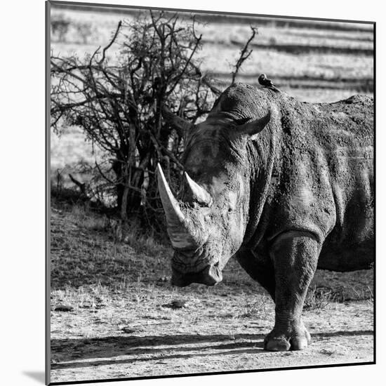 Awesome South Africa Collection Square - Portrait of a Rhinoceros-Philippe Hugonnard-Mounted Photographic Print