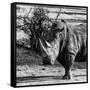 Awesome South Africa Collection Square - Portrait of a Rhinoceros-Philippe Hugonnard-Framed Stretched Canvas