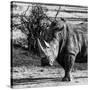 Awesome South Africa Collection Square - Portrait of a Rhinoceros-Philippe Hugonnard-Stretched Canvas