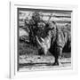 Awesome South Africa Collection Square - Portrait of a Rhinoceros-Philippe Hugonnard-Framed Photographic Print