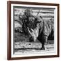 Awesome South Africa Collection Square - Portrait of a Rhinoceros-Philippe Hugonnard-Framed Photographic Print