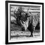 Awesome South Africa Collection Square - Portrait of a Rhinoceros-Philippe Hugonnard-Framed Photographic Print