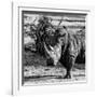 Awesome South Africa Collection Square - Portrait of a Rhinoceros-Philippe Hugonnard-Framed Photographic Print