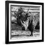 Awesome South Africa Collection Square - Portrait of a Rhinoceros-Philippe Hugonnard-Framed Photographic Print