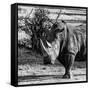 Awesome South Africa Collection Square - Portrait of a Rhinoceros-Philippe Hugonnard-Framed Stretched Canvas