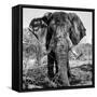 Awesome South Africa Collection Square - Portrait of African Elephant B&W-Philippe Hugonnard-Framed Stretched Canvas