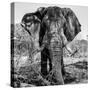 Awesome South Africa Collection Square - Portrait of African Elephant B&W-Philippe Hugonnard-Stretched Canvas