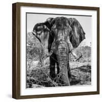 Awesome South Africa Collection Square - Portrait of African Elephant B&W-Philippe Hugonnard-Framed Photographic Print