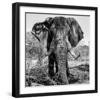 Awesome South Africa Collection Square - Portrait of African Elephant B&W-Philippe Hugonnard-Framed Photographic Print