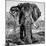 Awesome South Africa Collection Square - Portrait of African Elephant B&W-Philippe Hugonnard-Mounted Photographic Print