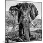 Awesome South Africa Collection Square - Portrait of African Elephant B&W-Philippe Hugonnard-Mounted Photographic Print