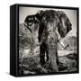 Awesome South Africa Collection Square - Portrait of African Elephant Sepia-Philippe Hugonnard-Framed Stretched Canvas