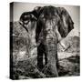 Awesome South Africa Collection Square - Portrait of African Elephant Sepia-Philippe Hugonnard-Stretched Canvas