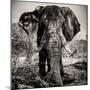 Awesome South Africa Collection Square - Portrait of African Elephant Sepia-Philippe Hugonnard-Mounted Photographic Print