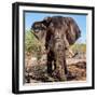 Awesome South Africa Collection Square - Portrait of African Elephant-Philippe Hugonnard-Framed Photographic Print