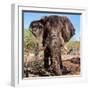 Awesome South Africa Collection Square - Portrait of African Elephant-Philippe Hugonnard-Framed Photographic Print