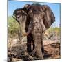 Awesome South Africa Collection Square - Portrait of African Elephant-Philippe Hugonnard-Mounted Photographic Print