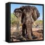 Awesome South Africa Collection Square - Portrait of African Elephant-Philippe Hugonnard-Framed Stretched Canvas