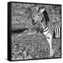 Awesome South Africa Collection Square - Portrait of Burchell's Zebra with Oxpecker B&W-Philippe Hugonnard-Framed Stretched Canvas