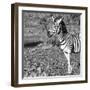 Awesome South Africa Collection Square - Portrait of Burchell's Zebra with Oxpecker B&W-Philippe Hugonnard-Framed Photographic Print