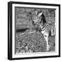 Awesome South Africa Collection Square - Portrait of Burchell's Zebra with Oxpecker B&W-Philippe Hugonnard-Framed Photographic Print