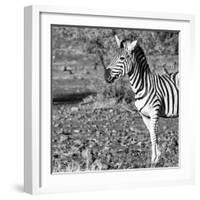 Awesome South Africa Collection Square - Portrait of Burchell's Zebra with Oxpecker B&W-Philippe Hugonnard-Framed Photographic Print