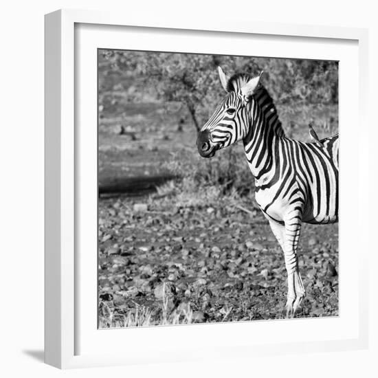 Awesome South Africa Collection Square - Portrait of Burchell's Zebra with Oxpecker B&W-Philippe Hugonnard-Framed Photographic Print