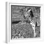 Awesome South Africa Collection Square - Portrait of Burchell's Zebra with Oxpecker B&W-Philippe Hugonnard-Framed Photographic Print