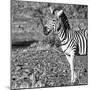 Awesome South Africa Collection Square - Portrait of Burchell's Zebra with Oxpecker B&W-Philippe Hugonnard-Mounted Photographic Print