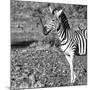 Awesome South Africa Collection Square - Portrait of Burchell's Zebra with Oxpecker B&W-Philippe Hugonnard-Mounted Photographic Print